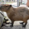 Capybara for sale