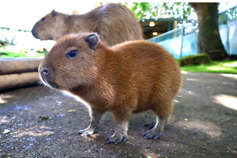 Cost of Owning a Capybara