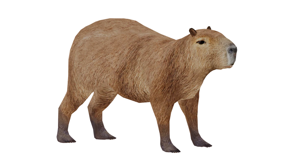 Factors that Affect the Price of Capybaras