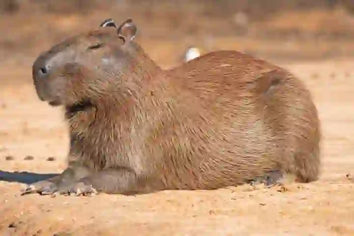 Why Capybaras Are the Best