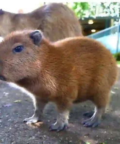 Capybara