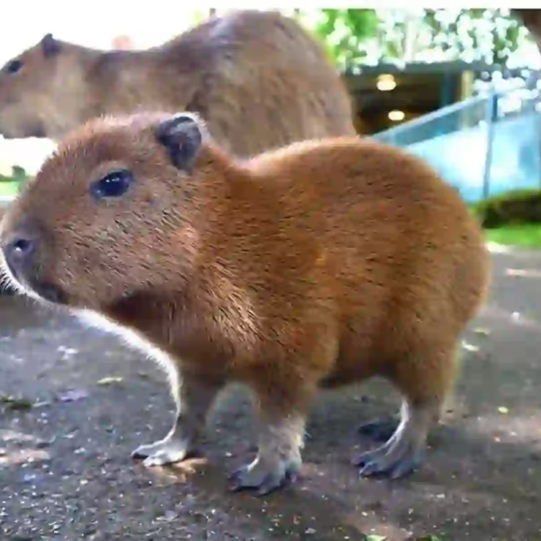 Capybara