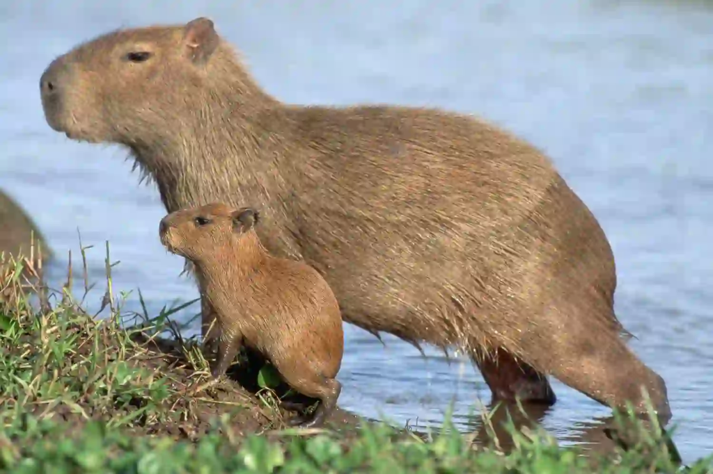 Legal Considerations for Owning a Capybaras in Texas