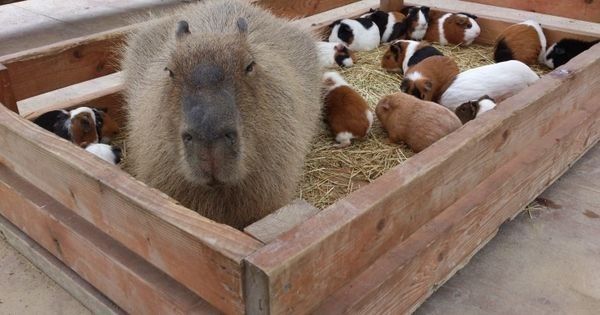 capybara and guinea pig