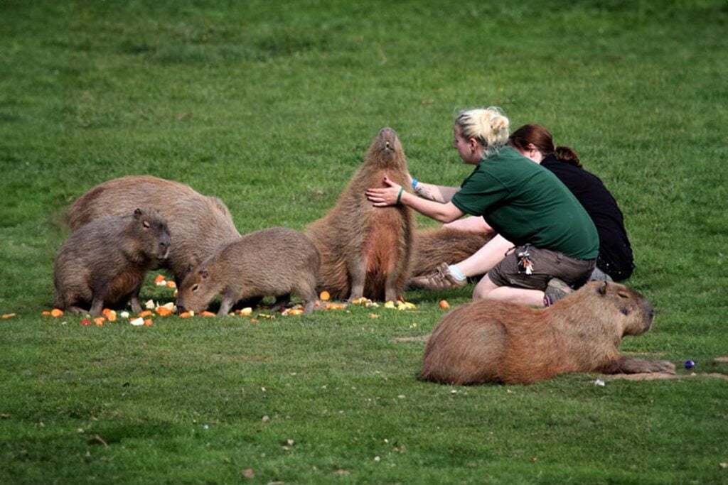 Capybara Adoption