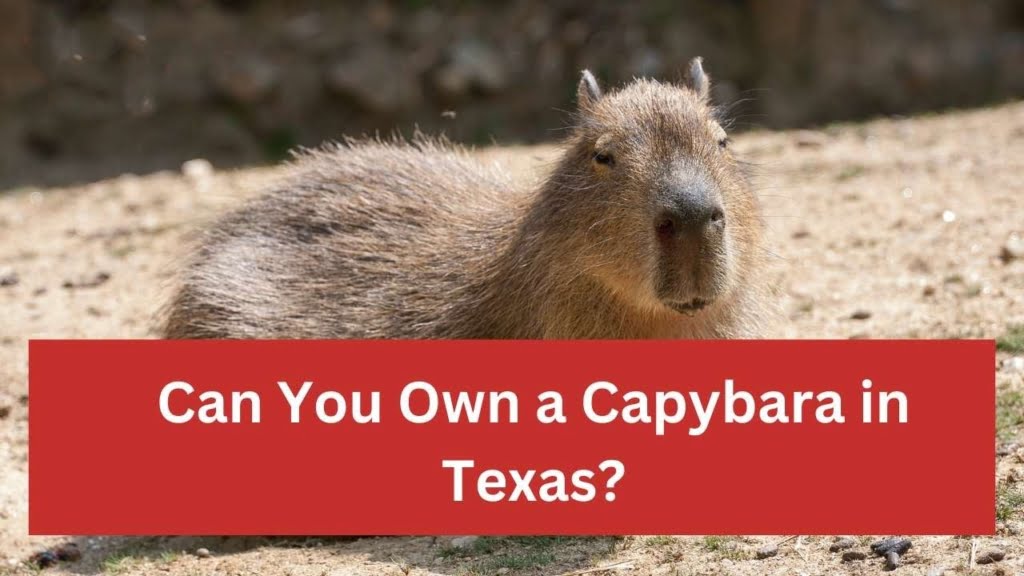 Legal Considerations for Owning a Capybara in Texas