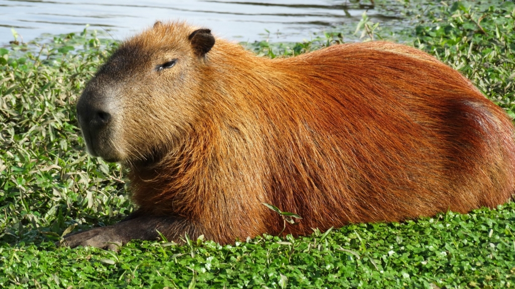 owning a capybara