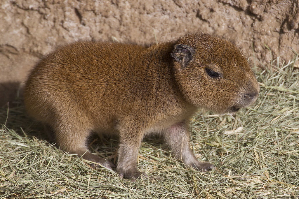 Baby Capybara