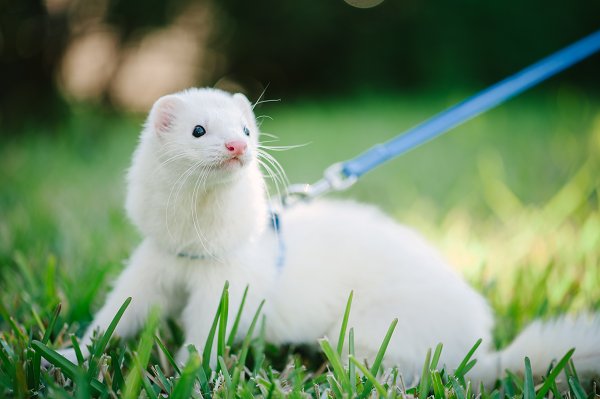 Stoat Pet