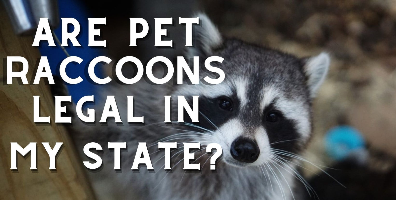 Can You Own a Raccoon in Texas?