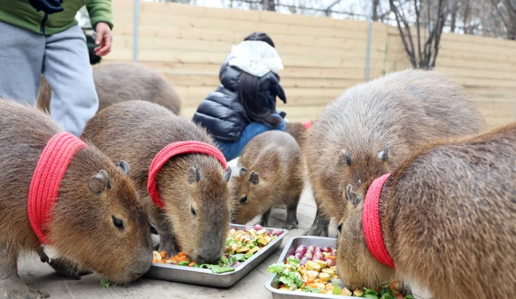 Are Capybaras Legal in Colorado