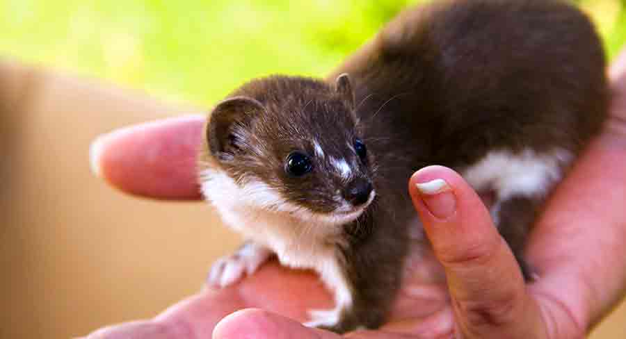 stoat pet