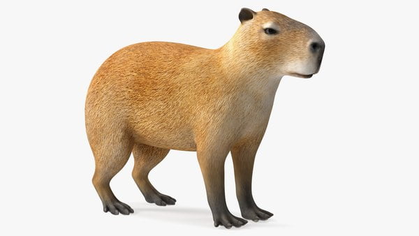 3d capybara