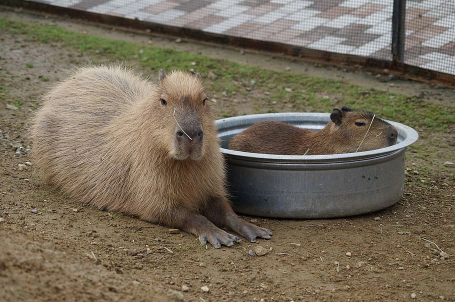 Capybara Discord Servers