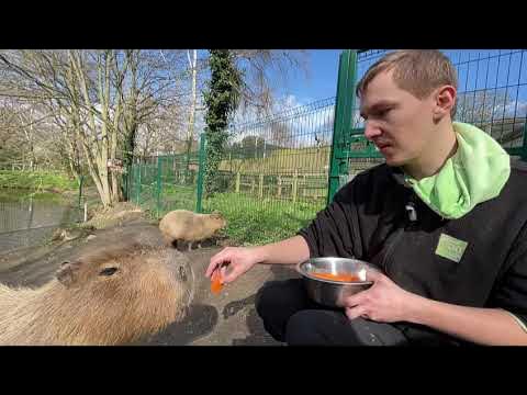 Capybara london zoo