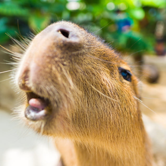 Capybara song lyrics english