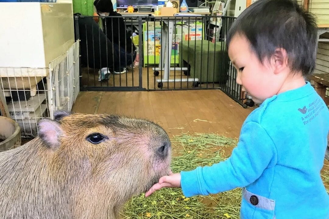 Capybara london zoo