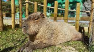 Capybara london zoo