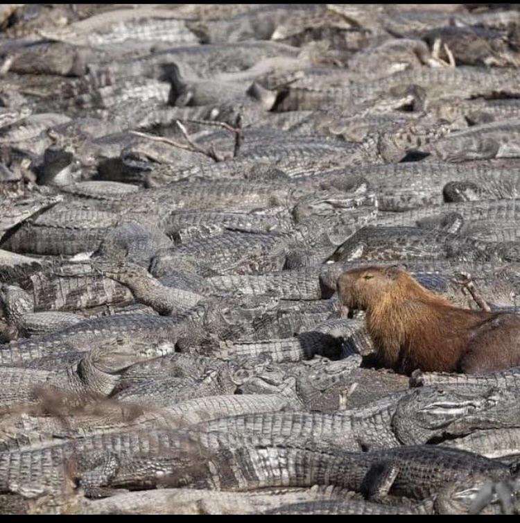 Why do capybaras ride alligators