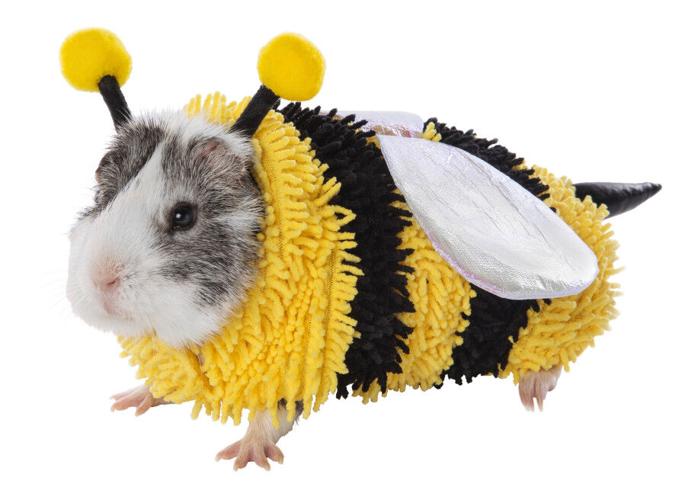 guinea pig costumes