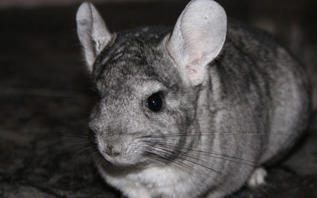 About Chinchillas