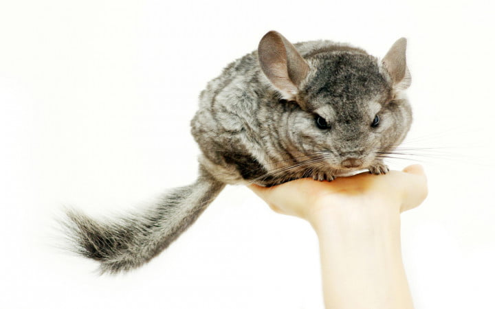 About Chinchillas as a pet