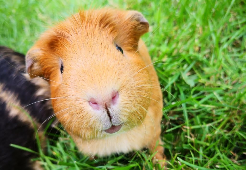 About Guinea Pigs pet