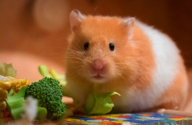 About Hamsters