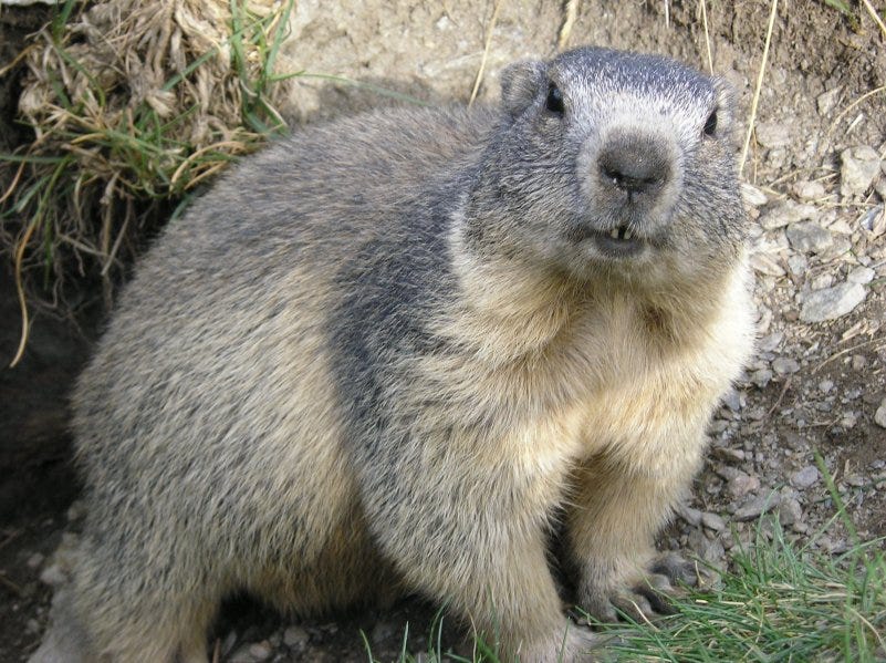 About Marmots