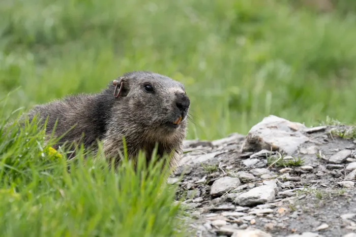 About Marmots