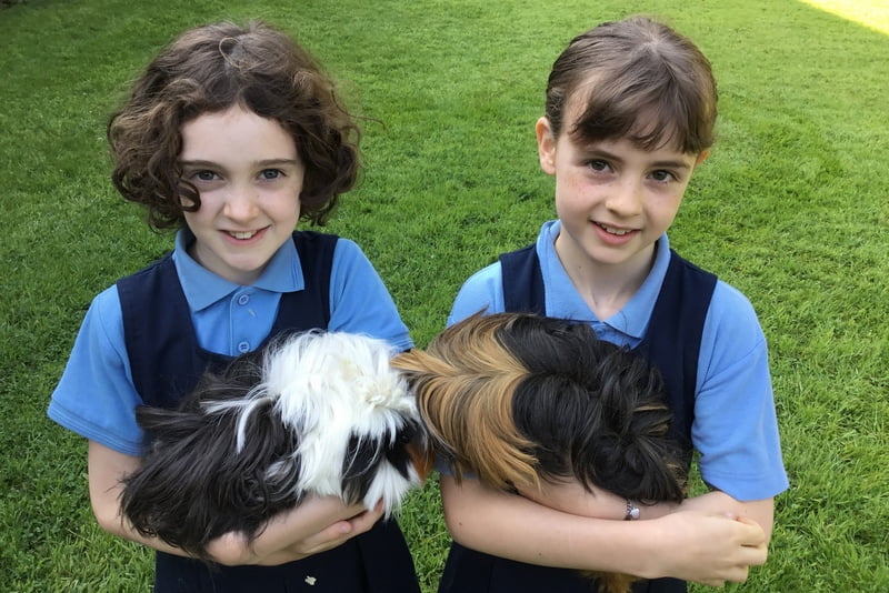 Abyssinian Guinea Pig