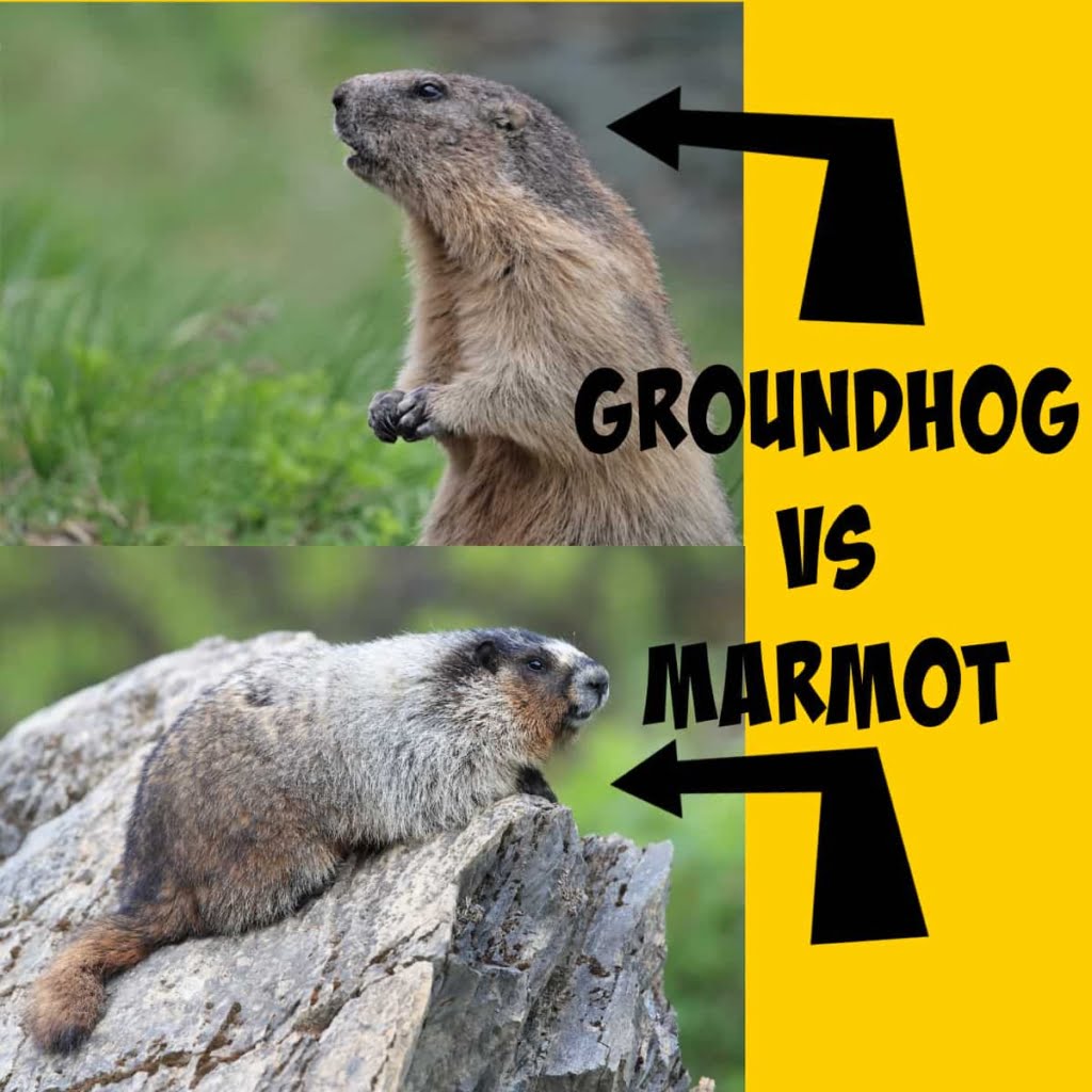 groundhog vs marmot