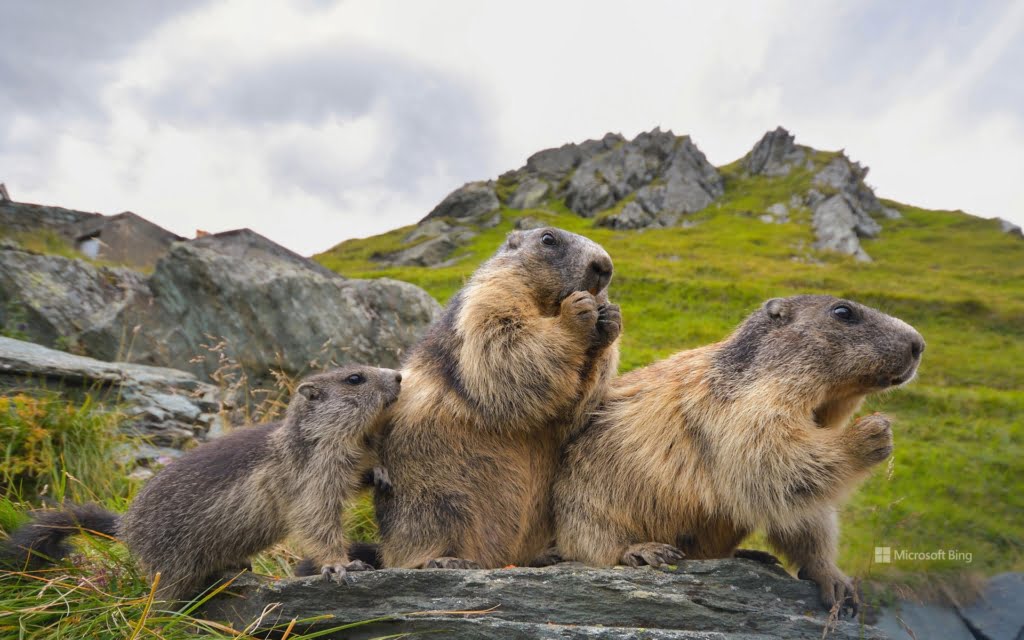 alpine marmot