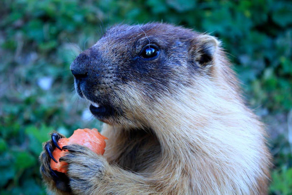 pet marmot