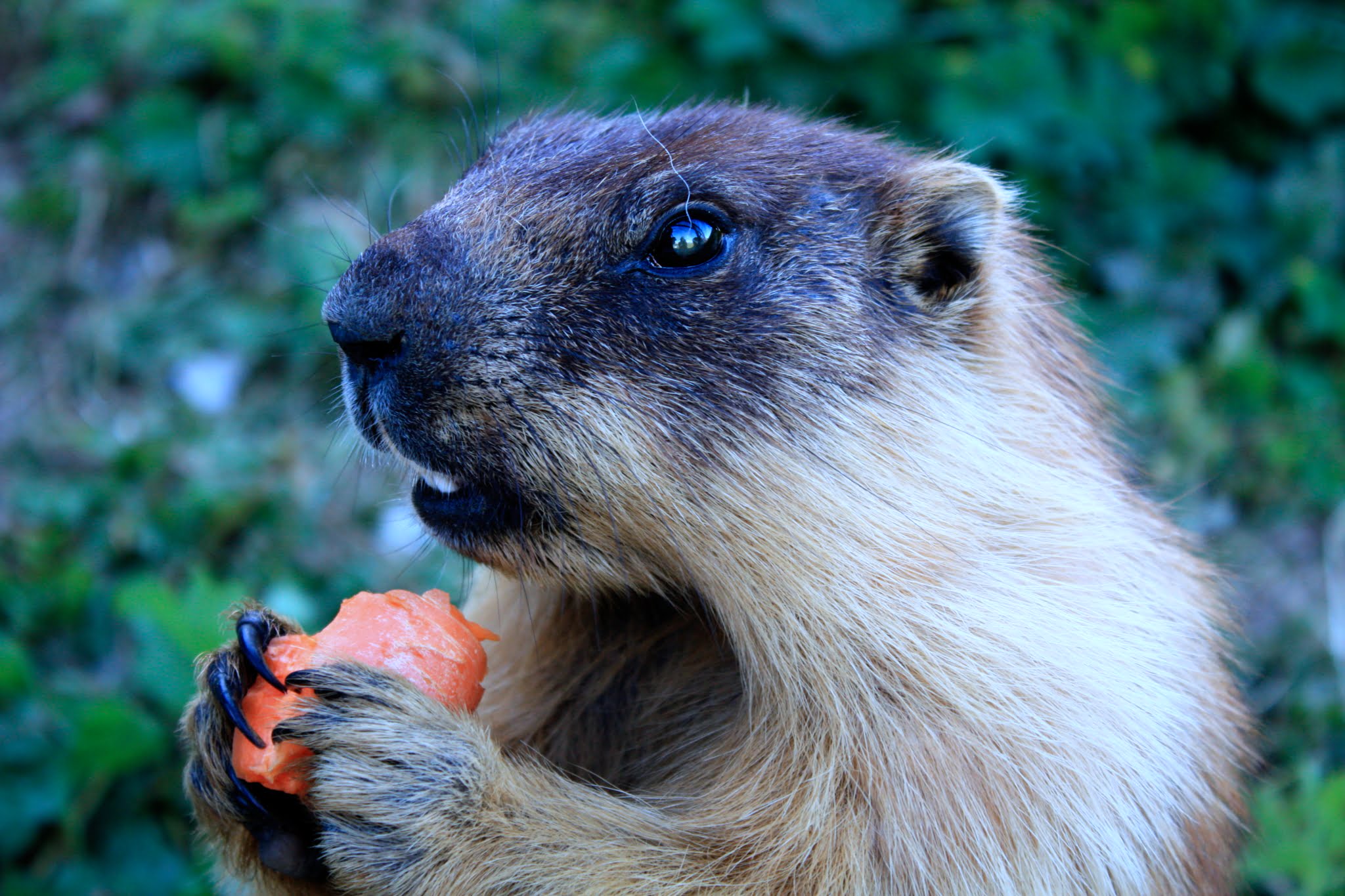 About Marmots Pet: Everything You Need to Know Before Owning One - Capybara