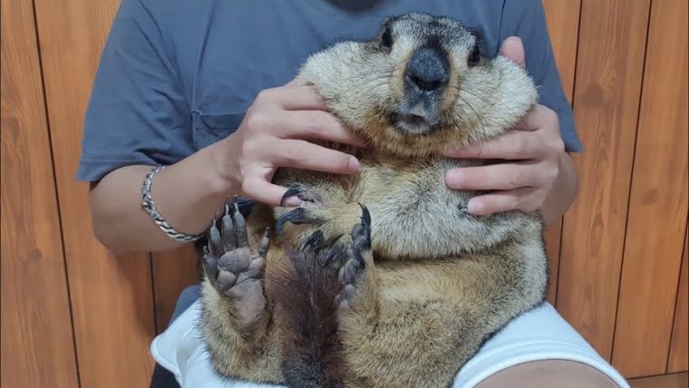 About Marmots Pet: Everything You Need to Know Before Owning One - Capybara