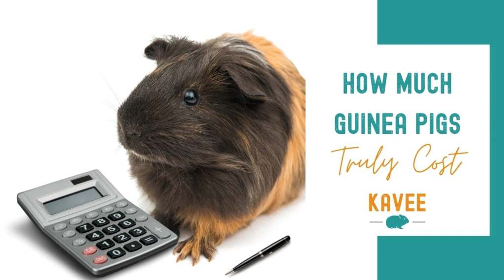 How Much Are Guinea Pigs?