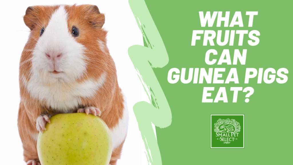 Safe Fruits for Guinea Pigs