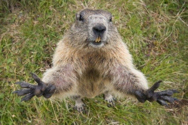 marmot for sale animal