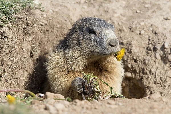 marmots for sale