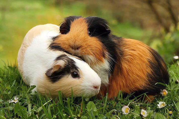 American Guinea Pig