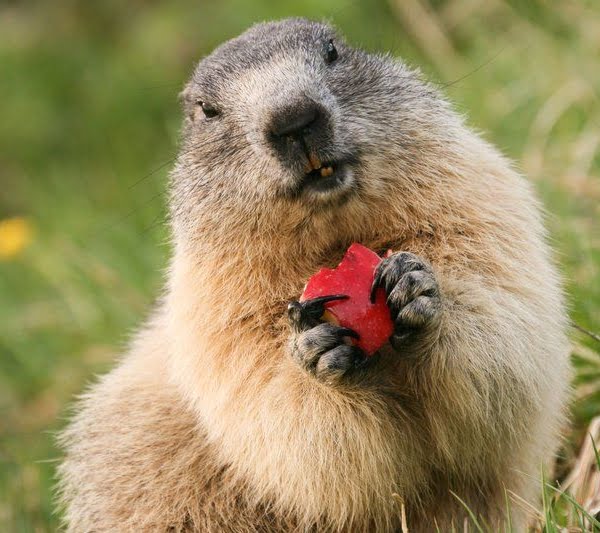 Marmot