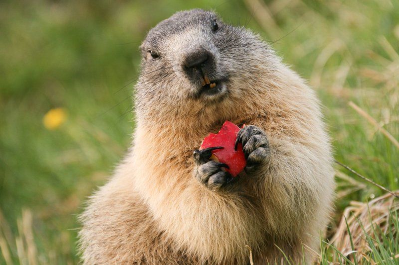 what do marmots eat