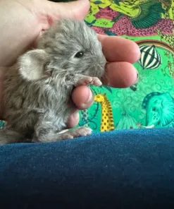 chinchilla for sale, chinchilla lifespan, chinchilla singer, baby chinchilla, chinchilla cage, chinchilla coat, how long do chinchillas live, are chinchillas good pets, chinchilla ai, chinchilla little girl gone, chinchillas for sale, chinchilla cages, chinchilla dust bath, how much are chinchillas, chinchilla price, chinchilla rabbit, cute chinchilla, fluffy chinchilla, how much is a chinchilla, what do chinchillas eat, chinchilla care, chinchilla cat, chinchilla for sale near me, chinchilla fur coat, chinchilla pictures, chinchillas as pets, chinchillas for sale near me, how much do chinchillas cost, purple chinchilla, white chinchilla, chinchilla cost, chinchilla diet, chinchilla food, how much does a chinchilla cost, pictures of chinchillas, a pic of a chinchilla, black chinchilla, cage for chinchilla