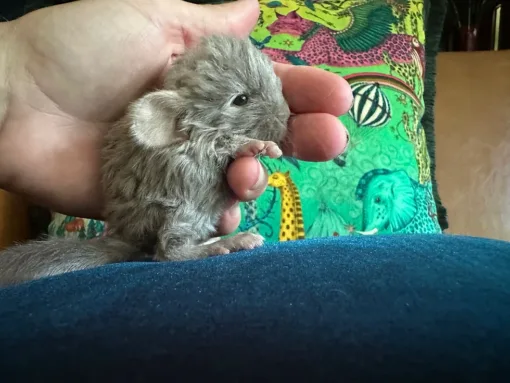 chinchilla for sale, chinchilla lifespan, chinchilla singer, baby chinchilla, chinchilla cage, chinchilla coat, how long do chinchillas live, are chinchillas good pets, chinchilla ai, chinchilla little girl gone, chinchillas for sale, chinchilla cages, chinchilla dust bath, how much are chinchillas, chinchilla price, chinchilla rabbit, cute chinchilla, fluffy chinchilla, how much is a chinchilla, what do chinchillas eat, chinchilla care, chinchilla cat, chinchilla for sale near me, chinchilla fur coat, chinchilla pictures, chinchillas as pets, chinchillas for sale near me, how much do chinchillas cost, purple chinchilla, white chinchilla, chinchilla cost, chinchilla diet, chinchilla food, how much does a chinchilla cost, pictures of chinchillas, a pic of a chinchilla, black chinchilla, cage for chinchilla