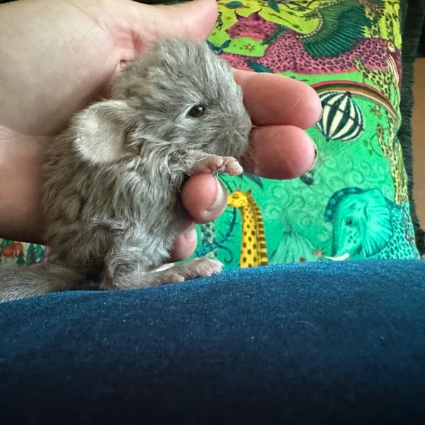 chinchilla for sale, chinchilla lifespan, chinchilla singer, baby chinchilla, chinchilla cage, chinchilla coat, how long do chinchillas live, are chinchillas good pets, chinchilla ai, chinchilla little girl gone, chinchillas for sale, chinchilla cages, chinchilla dust bath, how much are chinchillas, chinchilla price, chinchilla rabbit, cute chinchilla, fluffy chinchilla, how much is a chinchilla, what do chinchillas eat, chinchilla care, chinchilla cat, chinchilla for sale near me, chinchilla fur coat, chinchilla pictures, chinchillas as pets, chinchillas for sale near me, how much do chinchillas cost, purple chinchilla, white chinchilla, chinchilla cost, chinchilla diet, chinchilla food, how much does a chinchilla cost, pictures of chinchillas, a pic of a chinchilla, black chinchilla, cage for chinchilla