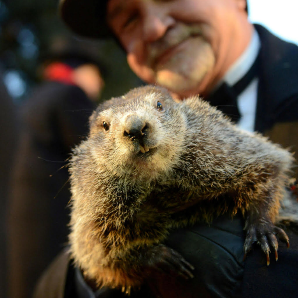 la marmota