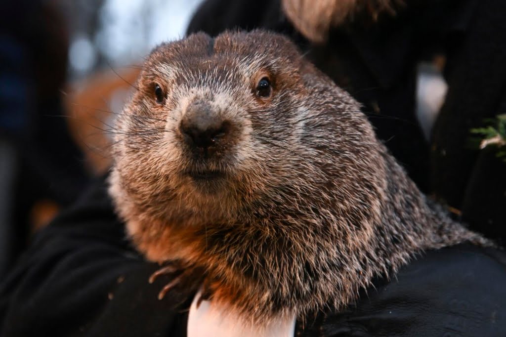 marmota en ingles