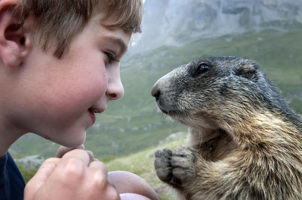 marmot as a pet