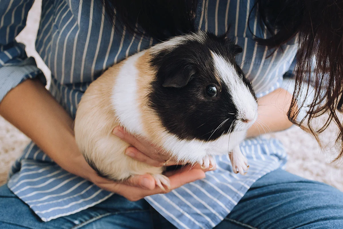 About Guinea Pigs